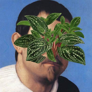 Czosnek Niedźwiedzi